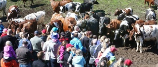 Kosläppet – tradition för stora och små