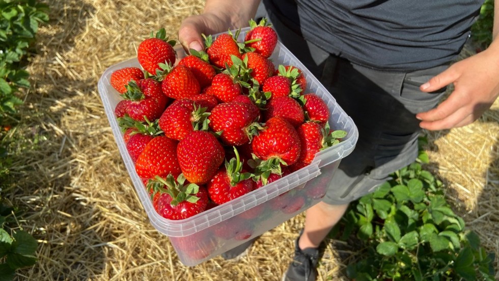 Det råder brist på jordgubbar på fastlandet, men på Gotland ser tillgången god ut till midsommar. 