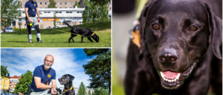 Jaktlabradoren Chili – länets enda brottsplatsundersökande hund • Hundföraren Markaberg: "Han gör vad han är tränad för"