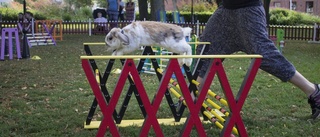 Kaniner intog Stadsparken