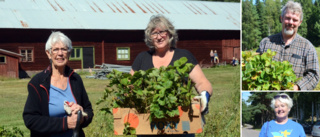 Populära självplockningen i Tystberga läggs ned: "Klart att det är vemodigt" ✓Plantorna säljs till förmån för Ukraina 