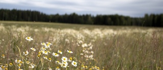 Storkärret är lugnets plats