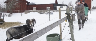 De försöker rädda utrotningshotade får