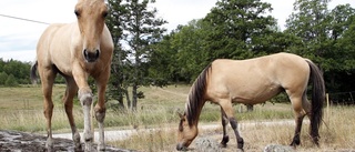 Cowboydrömmar kan uppfyllas på Hedlandet