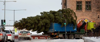 Från skogens djup till stadens hets