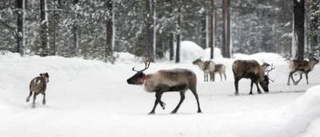 Avtal ska skydda renskötseln från malmtrafiken