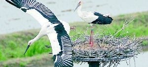 Storken på besök i Avan