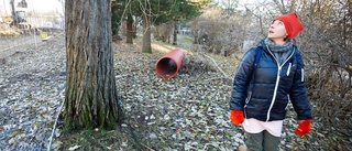 Popplarna huggs ner i Stadsparken