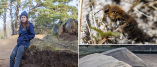 Här ska det surras – vildbin flyttar in vid Visborg  