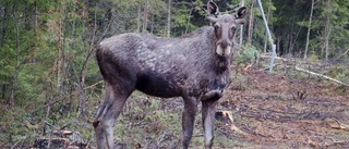 Älgjaktens historiskt höga siffror