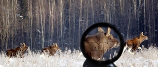 Skogsägarnas krav: älgjakt i januari