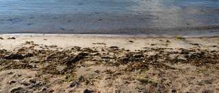 Bilstopp på stranden – proteststorm i Halland