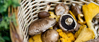 Picknick på skogens skatter