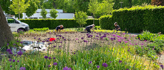 Nära 2000 små plantor tar plats i Drömparken