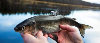 Gåtan: Varför försvinner fiskarten?