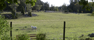 Varför måste all fin natur bebyggas?