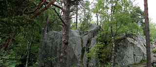 Smartast för klimatet låta skogen stå