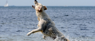 Här kan du bada med din hund i sommar