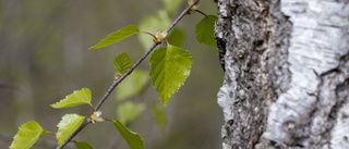 Blir det nya träd på Lindövägen?