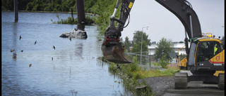 Fridlysta backsvalor hotade i Haparanda 