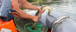 Fiskade ål utan dispens - döms för fiskebrott