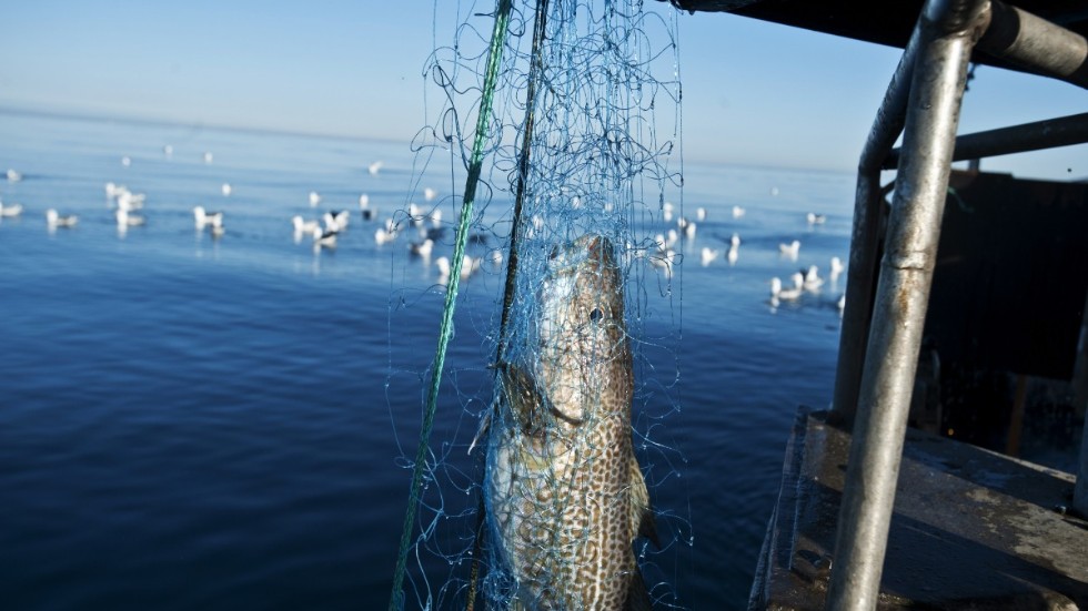 Torskfiske i Östersjön, men inte på det aktuella gotländska fartyget.