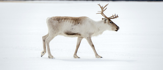 Renar ska få sina egna broar