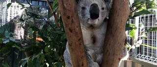 Australiens gulliga nationalsymbol i fara