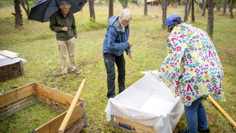 Veterinär Lotta Persson, mitten, tittar till en skadad igelkottspojke som vårdas hemma hos Lars och Inger Gahnström i Boge.