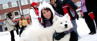 Populära renracet tillbaka i Snöfestivalen