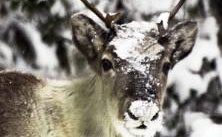 "Rennäringen hotas av kollaps"