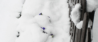 Snön har återvänt till Gällivare och Kiruna