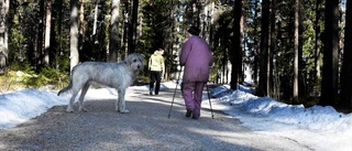 Jättehunden som blivit lokalkändis