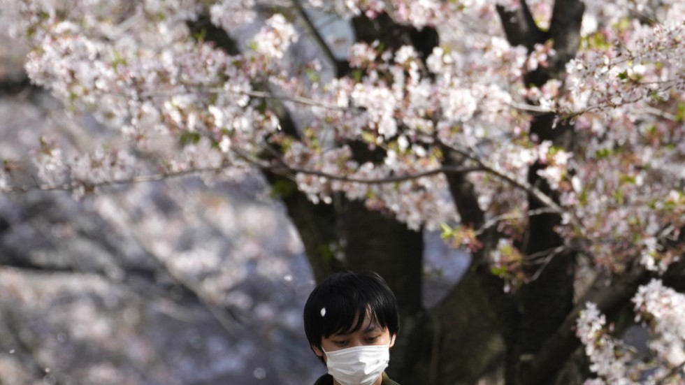 En pojke promenerar under de blommande körsbärsträden vid floden Meguro i Tokyo i början av april. Arkivbild.
