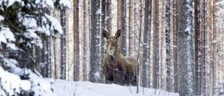 Grov organiserad tjuvjakt