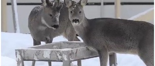 Webb-TV: Rådjurens festlunch