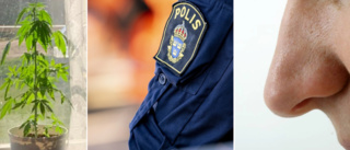 Poliser med bra väderkorn avslöjade haschodling