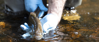 Mysteriet i Vättern: Vad händer med den unika fisken?