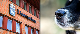 Hund utsattes för långt lidande – togs från ägaren