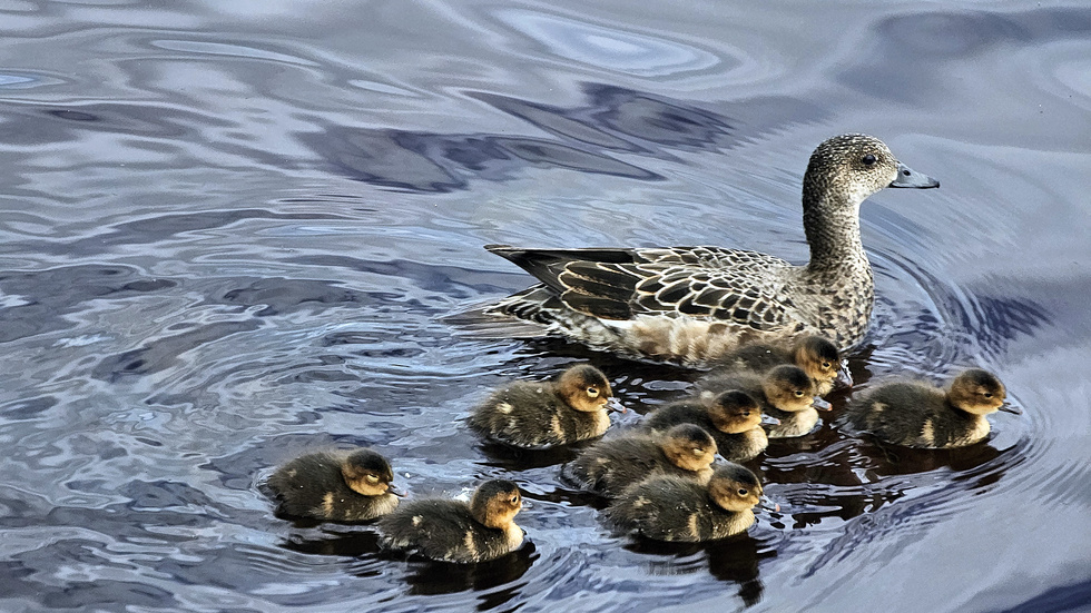 Beskyddande mamma. Anki Flygare-Nilsson tog en långpromenad runt sjöarna i Boden och stannade bland annat till vid Bodträsket där det var fullt liv. Bland annat denna andhona med sina nio ungar.