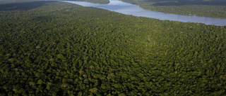 För Amazonas finns ingen tid att förlora