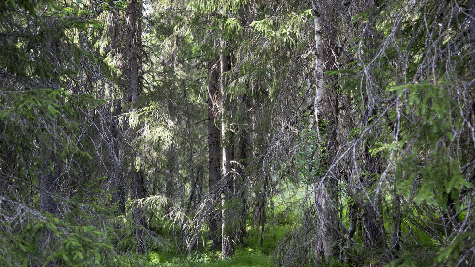 Granskog i Västerbotten. Arkivbild.