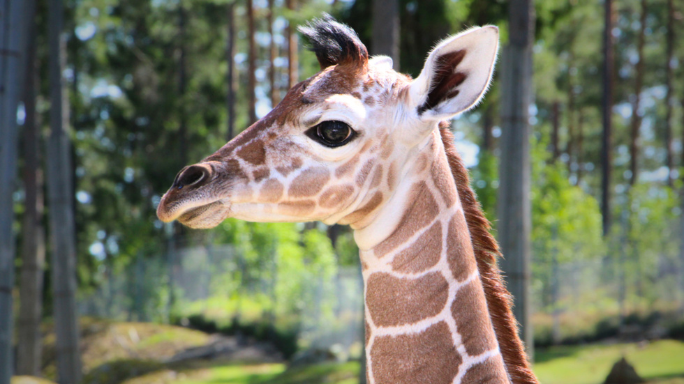 Giraffkalven Mostafa är Kolmårdens senaste tillskott, han föddes den 20 juli.