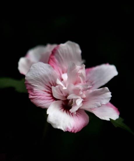 Blomma. Vitrosa, fyllda frilandshibiskus syns bland busken blåvioletta blommor.