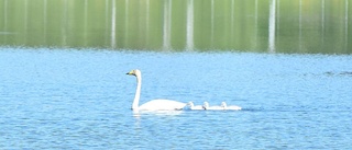 Dagens Luleåbild- den svårfotade svanfamiljen