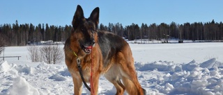 Dramat: Hunden satt fast under skjulet