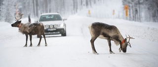 Många renpåkörningar i länet