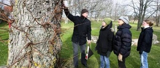 Vill värna naturen på kyrkogårdarna