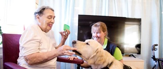 Bingo klarade vårdhundsprovet