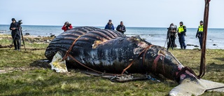 Historisk knölval och tumlare undersökta